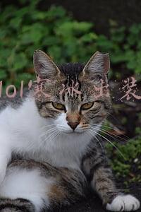 lol寒冰出装
