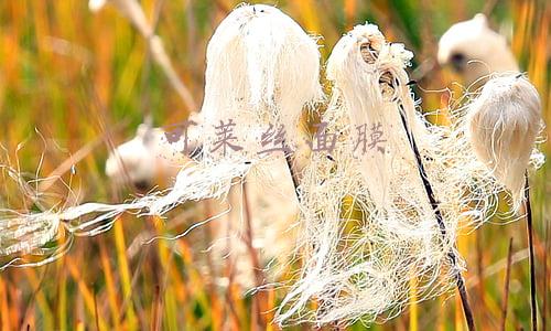 可莱丝面膜官网(韩国化妆品可莱丝面膜全系列各个功效介绍)