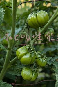 笔记本cpu性能排行榜 鲁大师(鲁大师PC硬件排行榜：最受欢迎CPU、显卡中AMD竟颗粒无收)