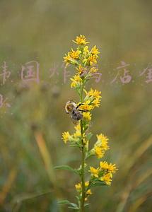 韩国首尔炸鸡加盟费是多少（首尔炸鸡加盟费是多少）
