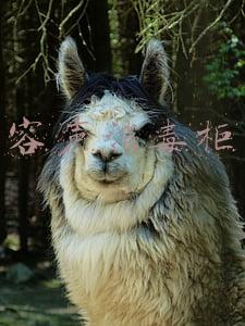容声消毒柜说明书(广东省27批次厨房电器不合格，容声饮水机、神州消毒柜被通报)