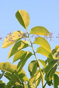 电水壶哪个牌子好