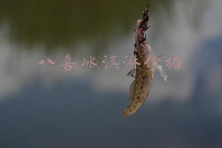 八喜冰淇淋价格283克(约两成冷饮涨价，八喜、梦龙都比去年贵了)