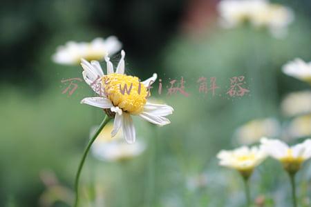 万能wifi破解器