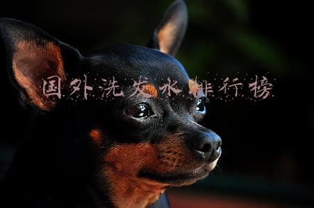 全球洗发水排行榜(全球公认好用的洗发水大曝光：你用的洗发水在榜上吗？)