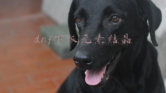 dnf下级元素结晶