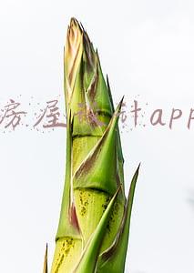 房屋设计app