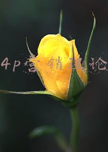 4p营销理论包括哪些基本策略(产品小白看过来！带你了解产品分析模式——4P营销理论)