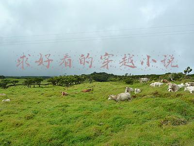求好看的穿越小说完本(最不容错过的八本穿越小说，每本都各有特色)