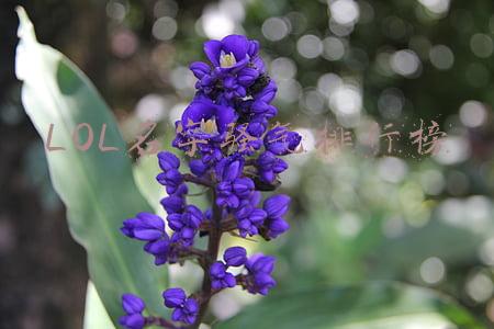 lol名字骚气排行榜adc(LPL欧服账号更新！FPX选手ID最有趣，LNG平均段位最高)