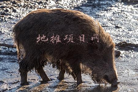 地摊项目网