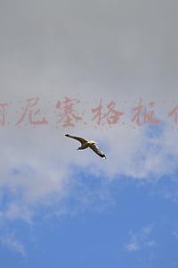 柯尼塞格报价多少钱(​柯尼塞格超级神兽One:1竟然有第七辆！售价5000万！)