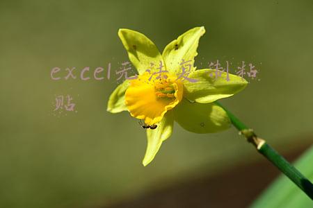 excel无法复制粘贴图片(初学Excel办公软件图片缩放和复制粘贴)