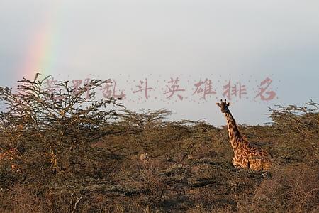 荒野乱斗英雄排名表(荒野乱斗英雄排名：柯尔特、波克S级，雪莉、公牛B级垫底)