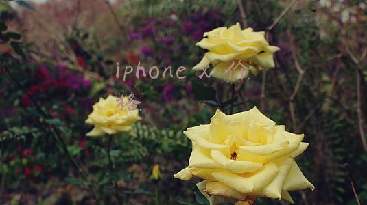 苹果官网iphonex价格(万元神物！iPhone X规格都在这里了)
