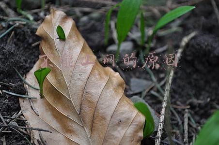 电脑不能上网的原因(电脑连不上网？5种方法找原因，轻松解决不犯愁)