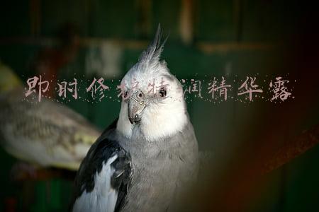 即时修护特润精华露怎么用(买猫得猫瘟、染发被烫伤、新买的手机却过了保修期……雅安公布侵害消费者权益十大典型案例)