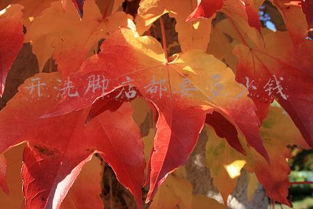 开一家洗脚店需要多少钱（投资一家洗脚店需要多少钱）