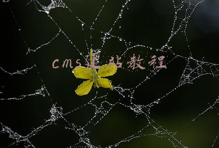 建站cms系统(BossCMS V1.3.0版本正式发布！新增模板编译标签写法)