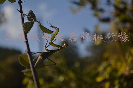 卫生纸十大名牌排行榜123排行榜(中国十大生活用品“卫生纸”品牌排名:)