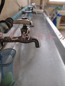巴西龟的饲养方法
