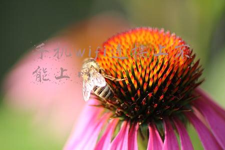 手机wifi连接上不能上网