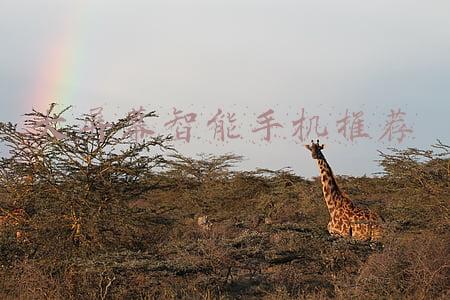 性价比高的大屏幕手机(折叠屏手机战火再起，四大旗舰这款最值得买)