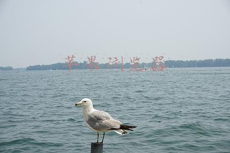 苹果浏览器