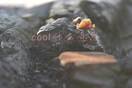cool什么意思