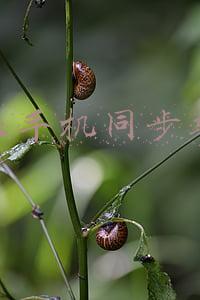 苹果手机同步软件后打不开(苹果已修复导致第三方应用同步问题的 iCloud 漏洞)