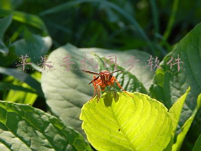 苹果手机同步软件