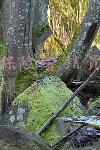 保险营销员的佣金收入个人所得税(保险代理人怎么扣税？要交哪些税？)