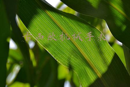 卡西欧机械手表