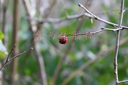 华为体脂称不准了怎么调整(要想科学瘦得快体脂秤先安排，新老三款体脂秤一手横评)