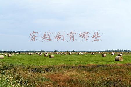 穿越剧有哪些好看的电视剧2021(2021最下饭的8部国剧：《风起洛阳》最贵，最香的两部被称为剧王)