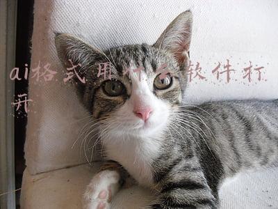 ai格式用什么软件打开