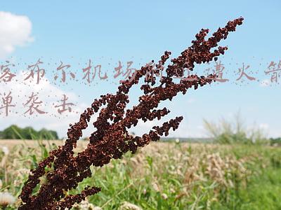 喀布尔机场附近遭火箭弹袭击,已致2死3伤(阿富汗喀布尔国际机场附近遭火箭弹袭击 已致2死3伤)