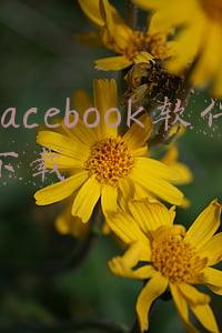 facebook软件下载