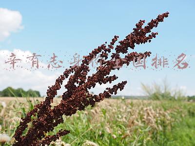辛有志身价全国排名