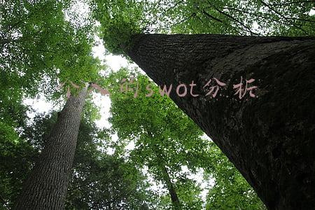 个人的swot分析怎么写(个人SWOT分析，充分利用你的才能和机会)