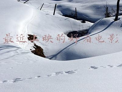 最近有什么电影好看的电影上映(春节档大幕即将拉开！11部新片你心水哪部？)