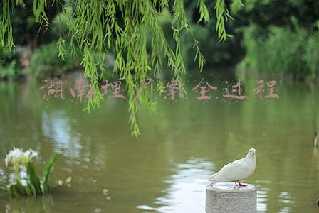湖南埋尸案全过程