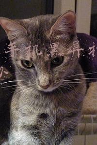 苹果x手机黑屏打不开怎么办