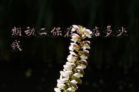 朗动刹车片多少钱一对-朗动刹车片多少钱
