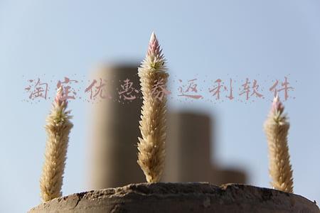 淘宝优惠券返利可靠吗(购物返利是骗局？揭露淘宝购物返利真相！)