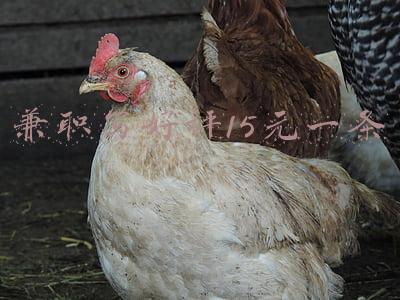 兼职写好评15元一条