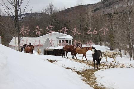拼音字母表 26个 读法声母韵母