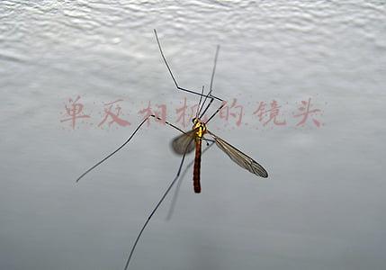 单反相机镜头清洗(常用单反相机及镜头清洁、保养技巧)