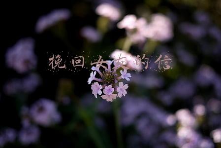 挽回女友的信
