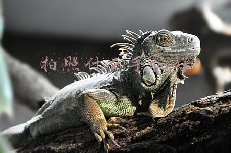 拍照什么手机好